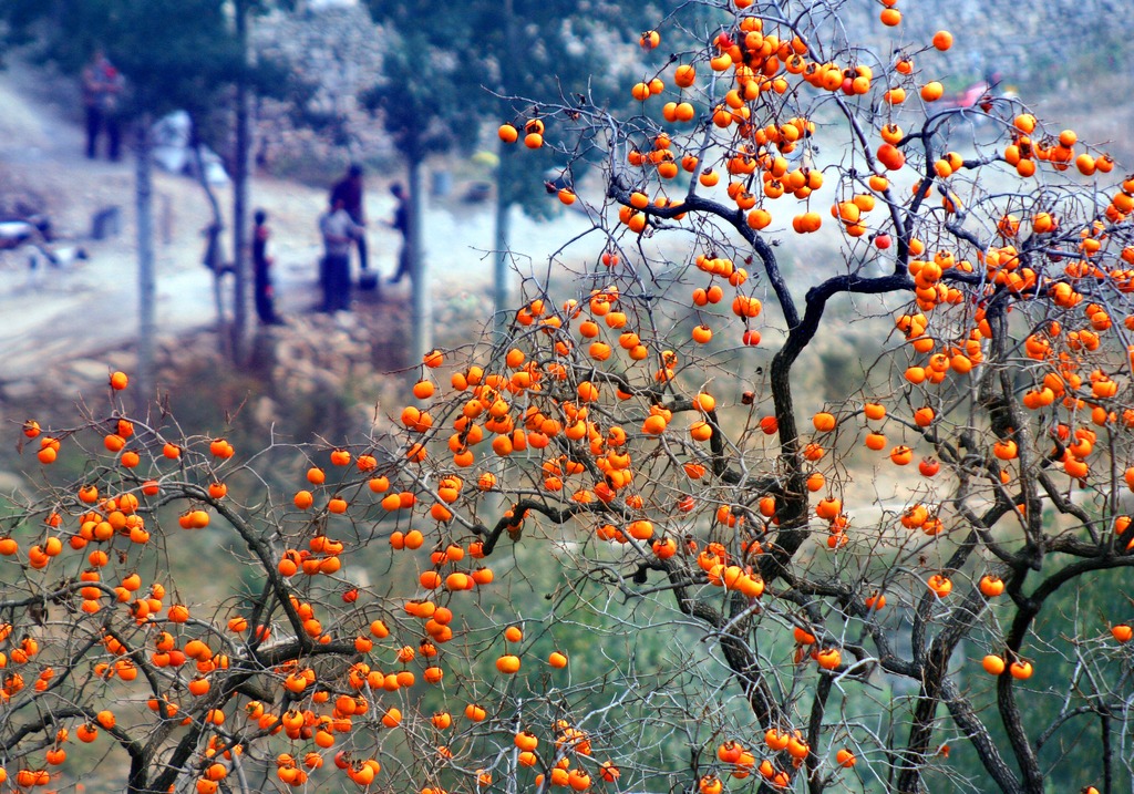柿子紅了