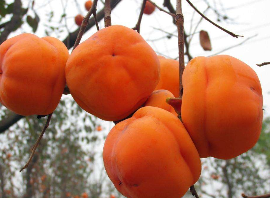 柿子紅了