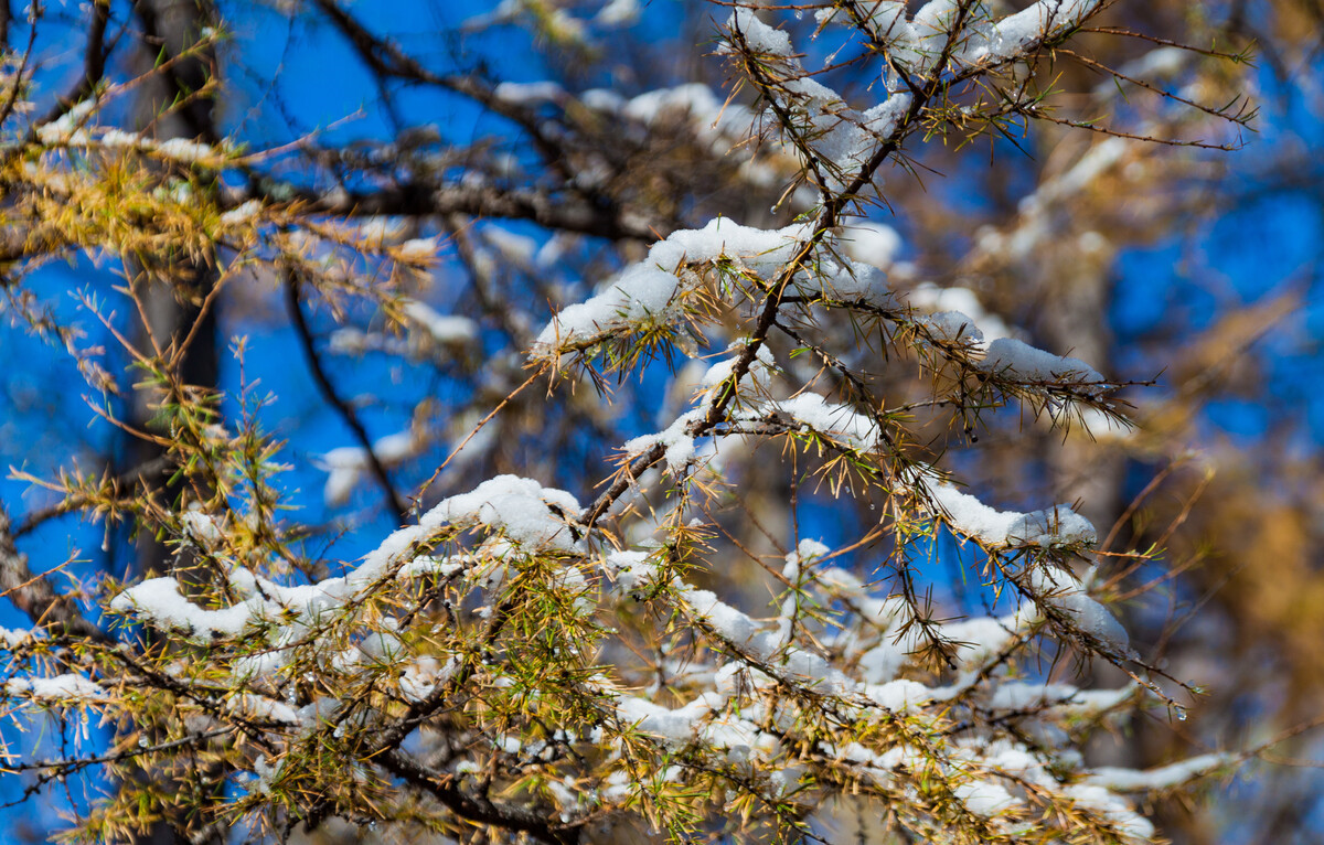 冬日初雪