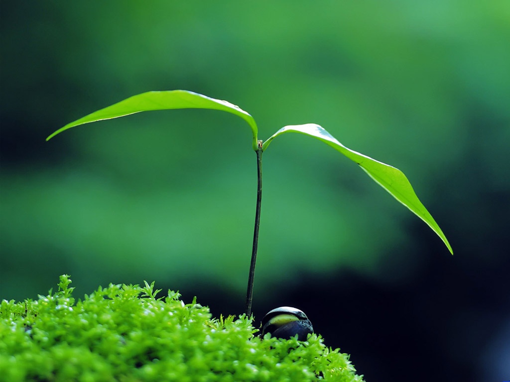成長，綻放荊棘之花